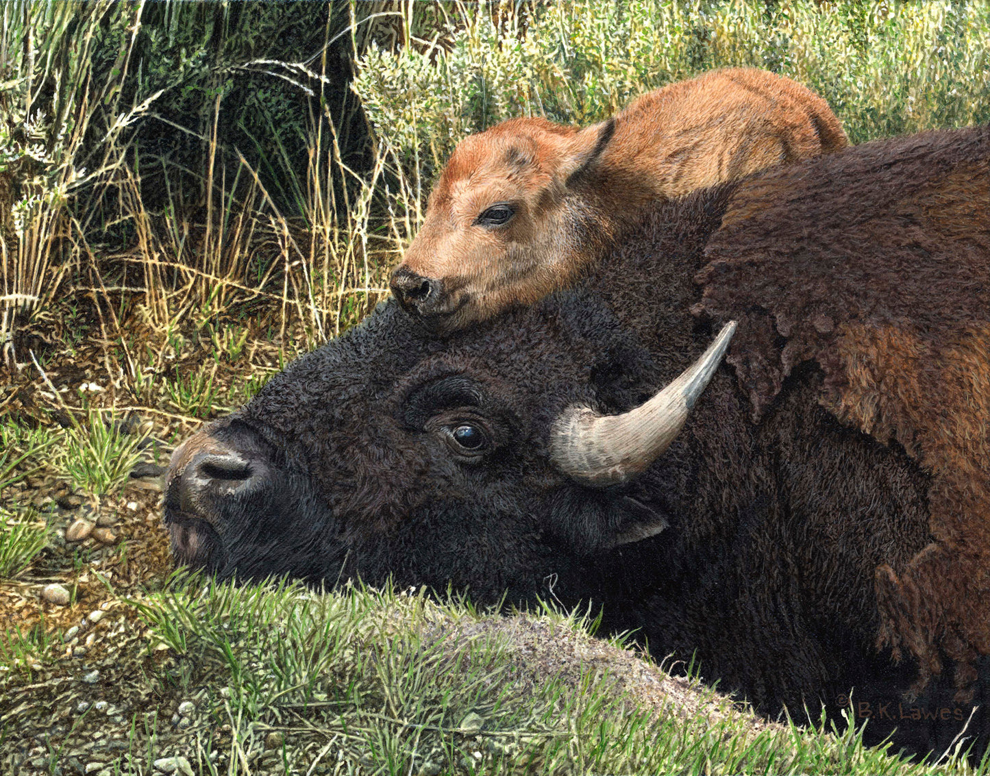 Bruce Lawes - A Bison Head Rest