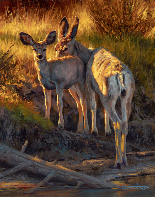 Dustin Van Wechel-Little Wishes