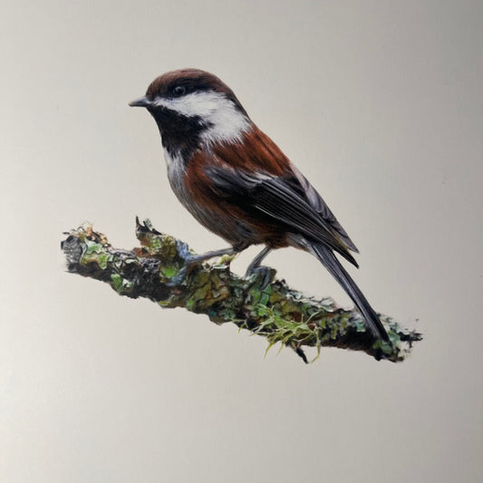 J.R. Hess - Chestnut-Backed Chickadee