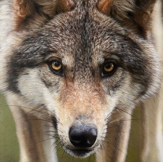 J.R. Hess - In The Shadows of Yellowstone