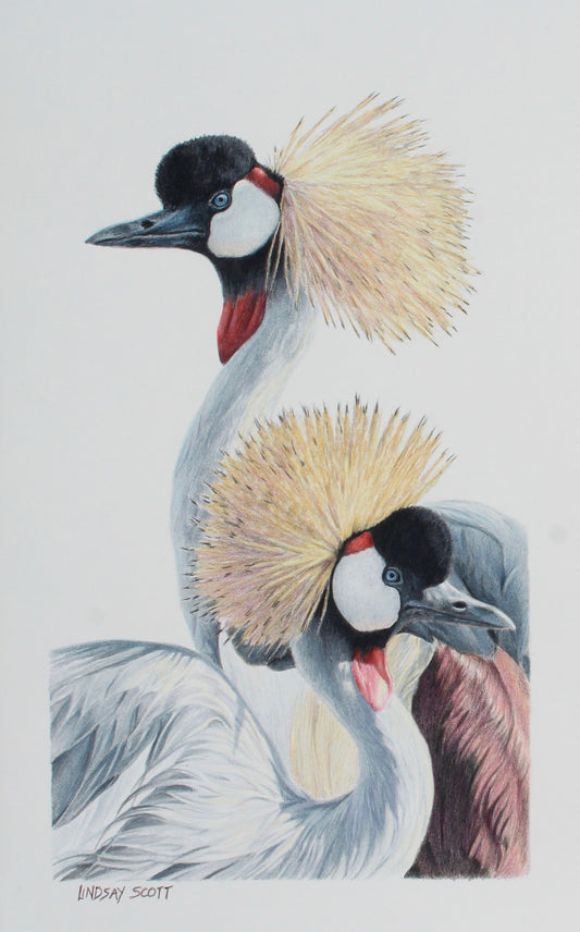 LINDSAY SCOTT- ROYAL PAIR-CROWNED CRANES