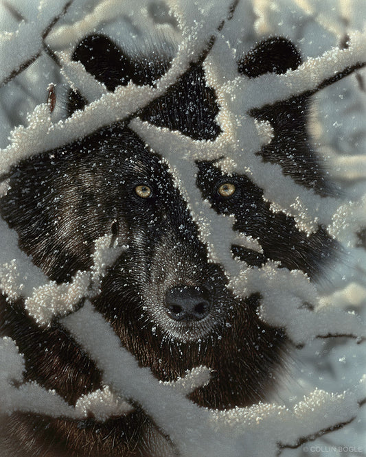Collin Bogle - Winter Black Wolf