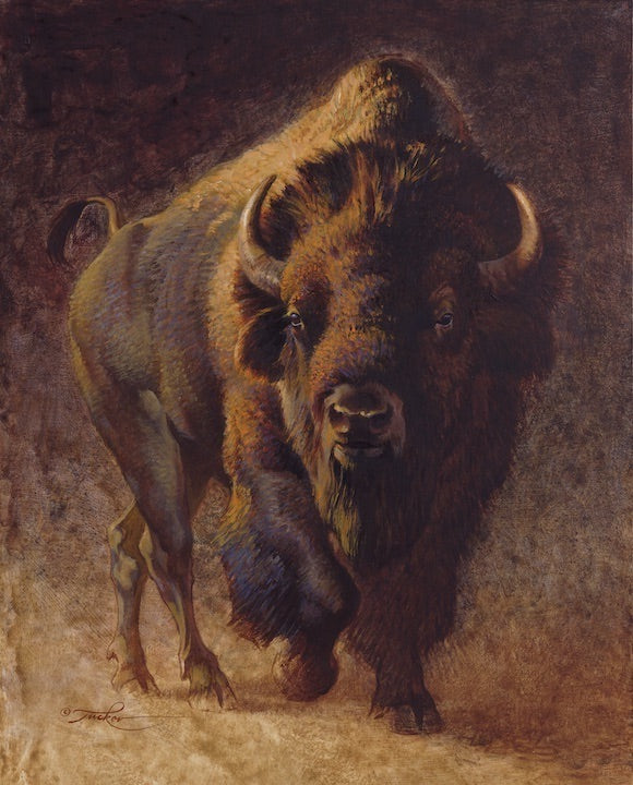 Ezra Tucker - American Bison Bull