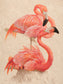 Ezra Tucker - Flamingos Nesting