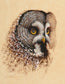 Ezra Tucker - Great Gray Owl