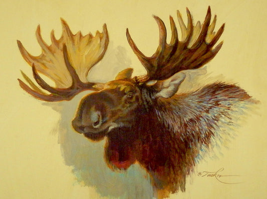 Ezra Tucker - Moose Portrait