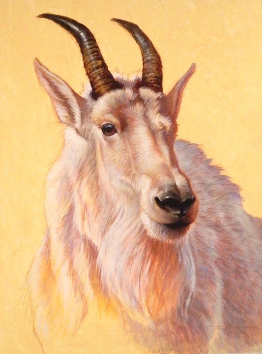 Ezra Tucker - Mountain Goat Portrait