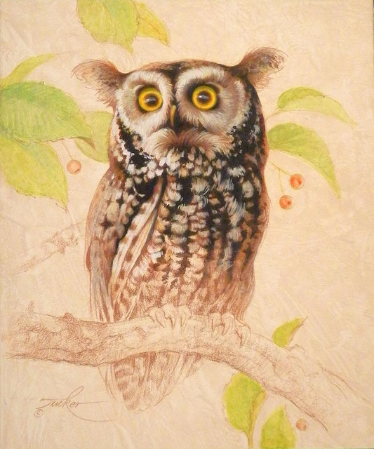Ezra Tucker - Screech Owl