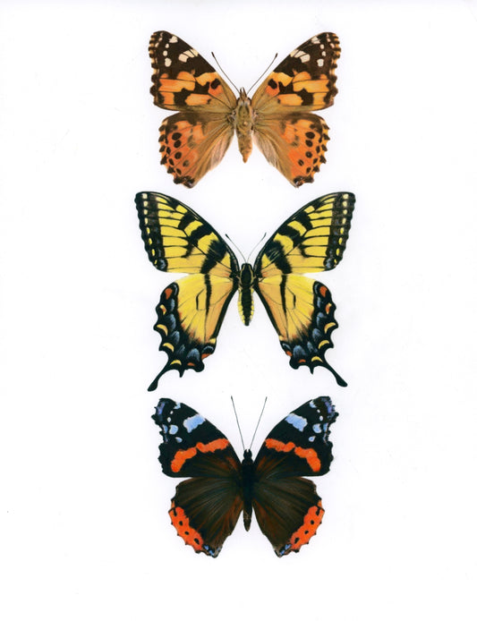 J.R. Hess - Butterflies of the Southwest
