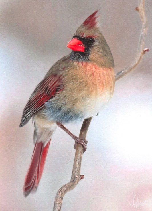 J.R. Hess - Cardinal's Call