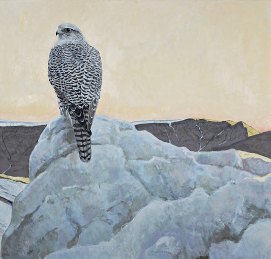 Ron Kingswood - Above the Glacier - Gyrfalcon
