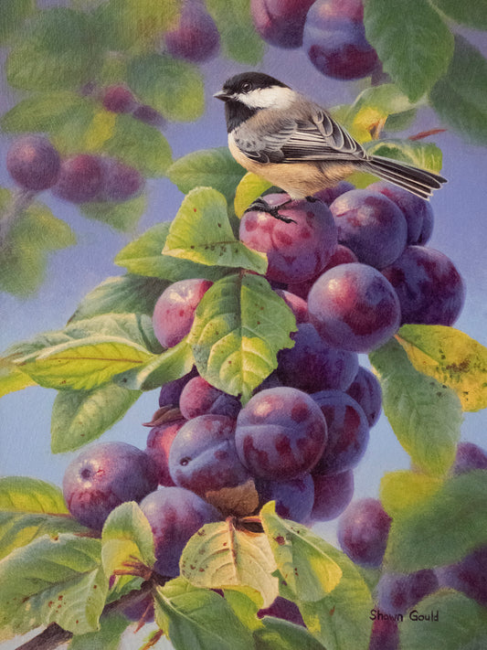 Shawn Gould Plum Chickadee