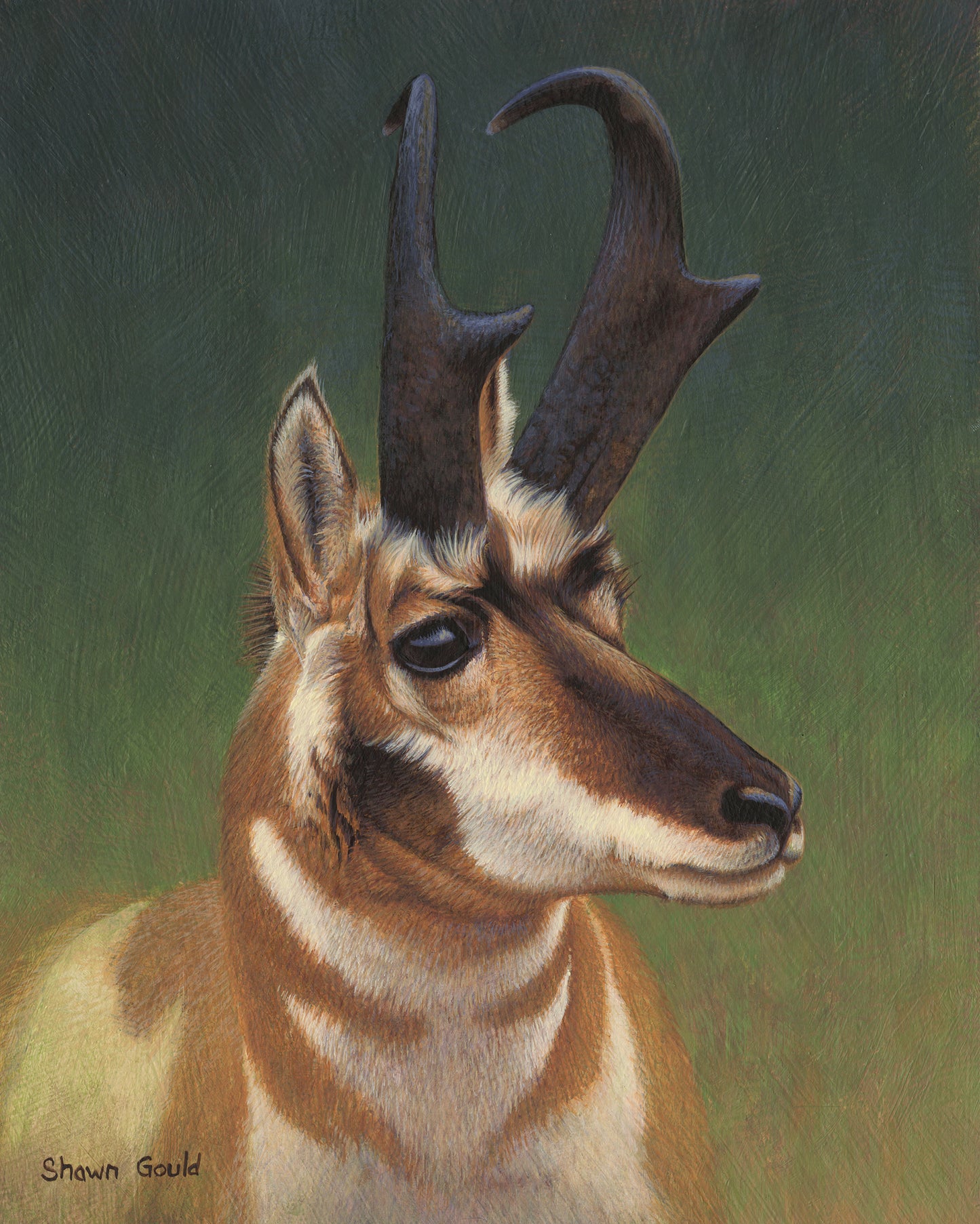 Shawn Gould - Pronghorn Buck