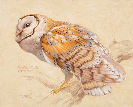 Ezra Tucker-Barn Owl