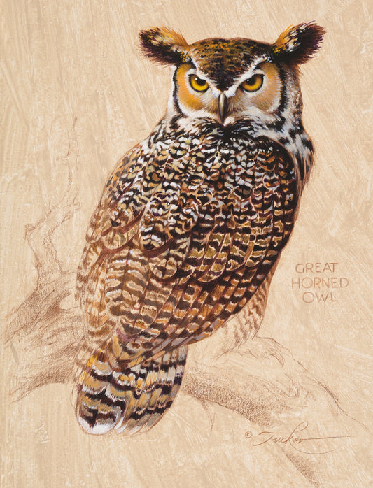 Ezra Tucker-Great Horned Owl