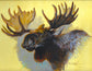 Ezra Tucker - Moose Portrait
