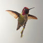 J.R. Hess - Annas Hummingbird
