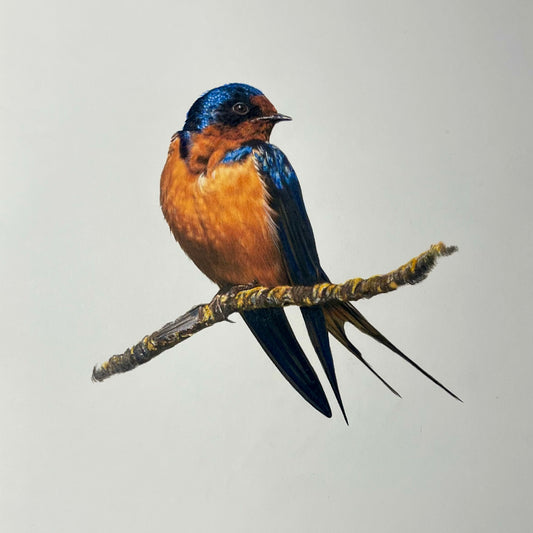 J.R. Hess - Barn Swallow