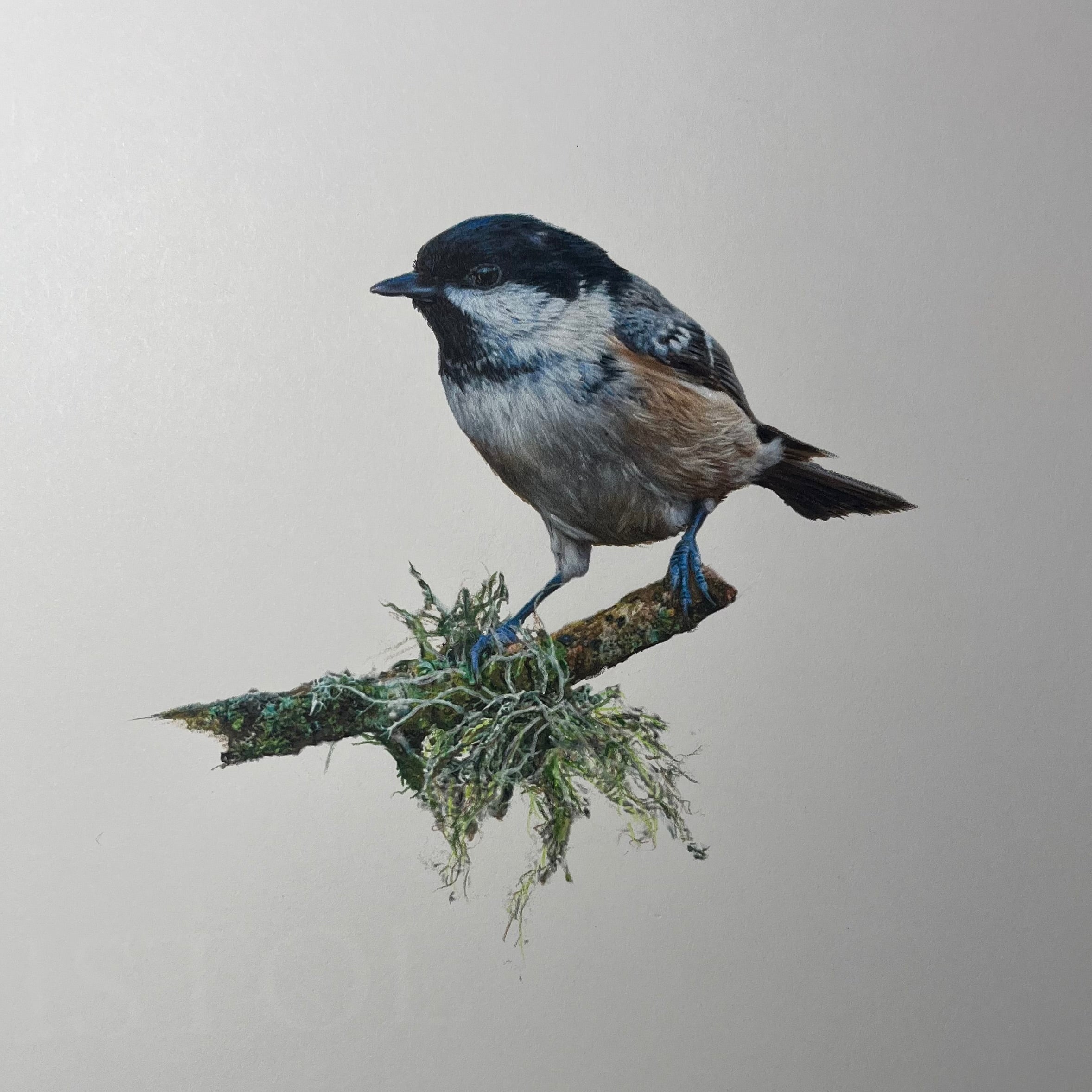 J.R. Hess - Coal Tit – TRAILSIDE GALLERIES