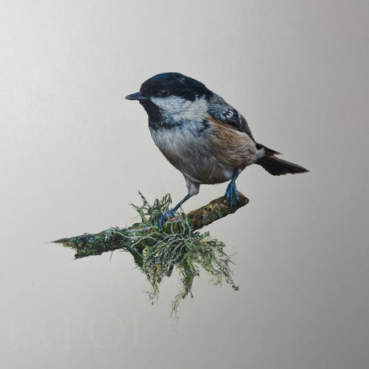 J.R. Hess - Coal Tit