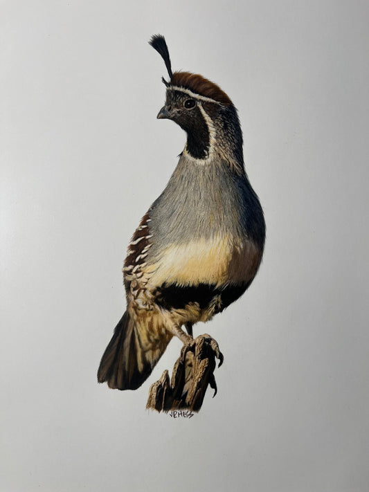 J.R. Hess - Gambel's Quail