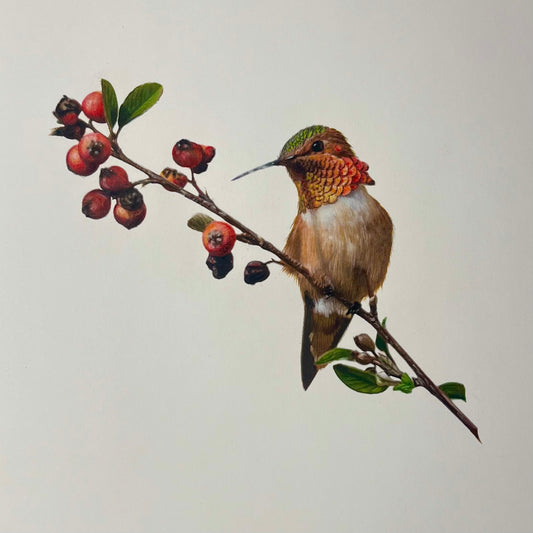 J.R. Hess - Rufous Hummingbird