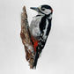 J.R. Hess - The Great Spotted Woodpecker