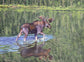 Lori Forest - Monarch Lake Reflections